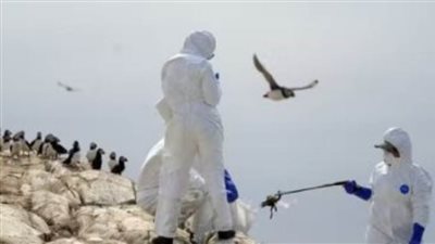 ذا جارديان: تفشي إنفلونرا الطيور في جزر فارن ينذر ب