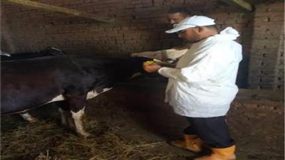 استمرار فعاليات الحملة القومية للتحصين ضد مرضى الحمى القلاعية والوادي المتصدع بالبحيرة 