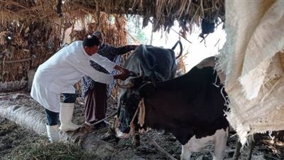 تحصين 41 ألف رأس ماشية ضد الحمى القلاعية والوادي المتصدع بالغربية