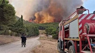 إدارة الغابات بتونس: إخماد 15 حريقًا بالغابات في أسبوع