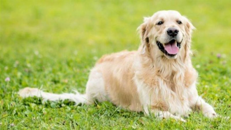 البصيلة الشمية..