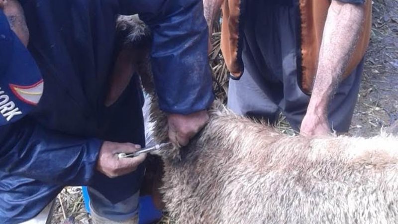 تحصين الماشية بالاسكندريه