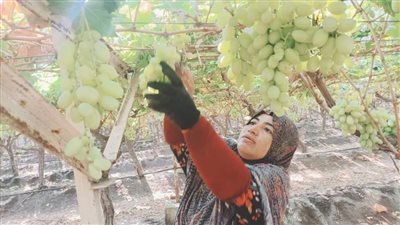 بالزغاريد والغناء..  انطلاق حصاد محصول العنب من أكبر مزارع القليوبية