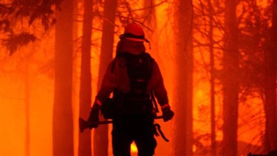 الاقتصاد العالمي يتكبد 16 مليار دولار خسائر بسبب اثنين من الكائنات الحية