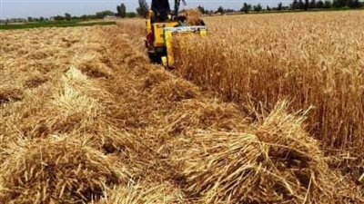 استمرار توريد القمح لصوامع وشون الشرقية