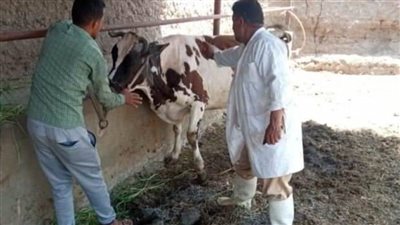 تحصين 200 ألف رأس ماشية للوقاية من الحمى القلاعية بالشرقية