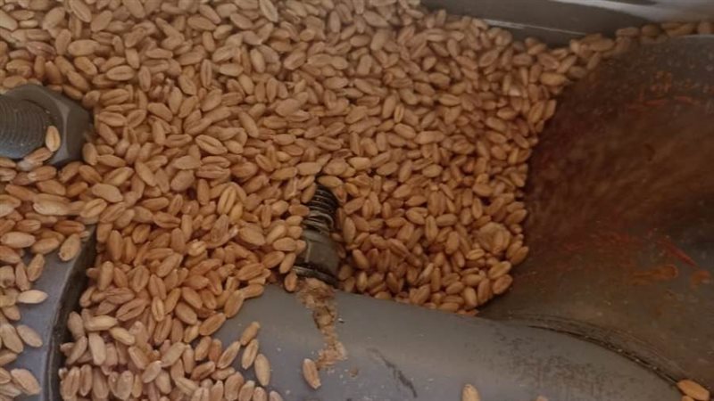 جانب من القمح المضبوط