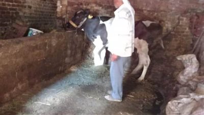 تحصين ٢٤٣٠٧١ رأس ماشية في الحملة القومية للتحصين ضد الحمى القلاعية بالبحيرة