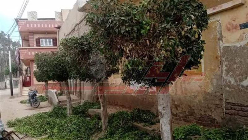 تهزيب الأشجار