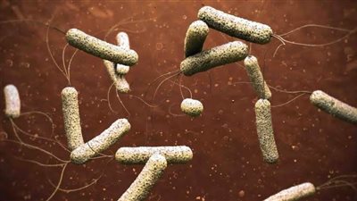  وزير الصحة الكاميروني: الكوليرا تودي بحياة 200 شخص في 10 أشهر