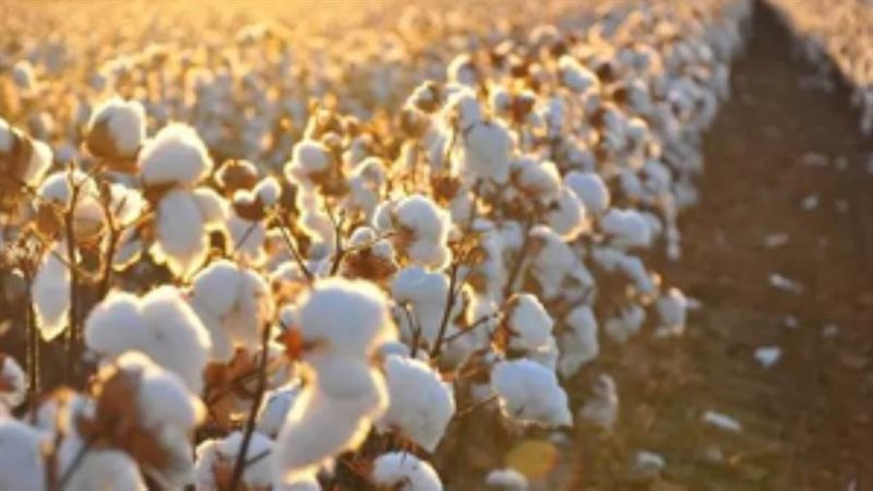 زيادة مساحة زراعة