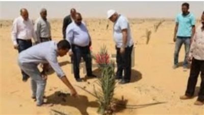  الوادي الجديد يستعد لزراعة النخيل سبتمبر المقبل