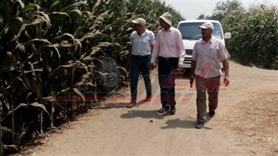 متابعة زراعات الذرة الشامية والأرز بمراكز كفر الشيخ لزيادة الإنتاج
