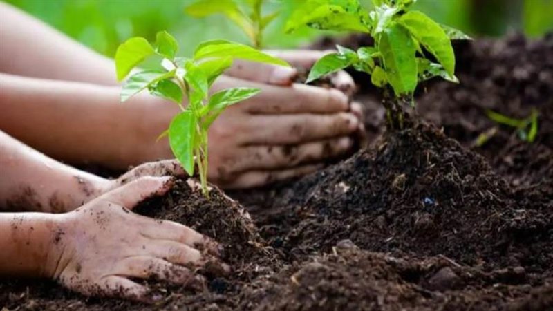 مبادرة التشجير -