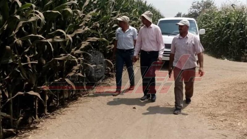 متابعة الذرة الشامية