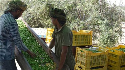 محافظ شمال سيناء يشهد بدء جني محصول الزيتون