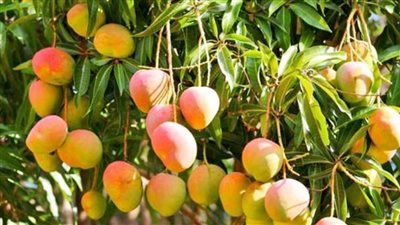 زراعة الإسماعيلية تناقش تأثير التغيرات المناخية على أشجار المانجو مع مسؤولي الفاو