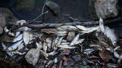 الجفاف في أوروبا..  الأسوأ منذ 500 عام