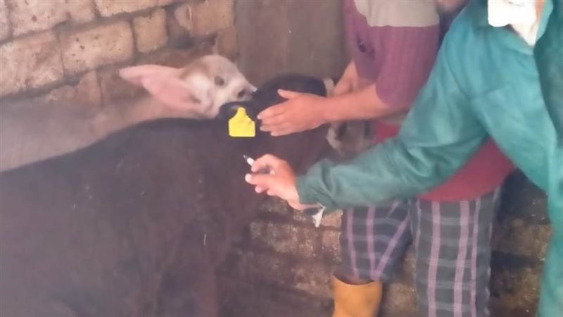 تحصين ٣٣٥ ألف رأس