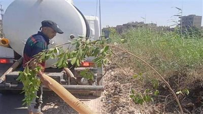 زراعة 100 شجرة اليوم بالطرق العامة بمدينة طهطا والمجالس القروية 