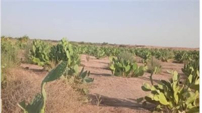 نجاح المشروع الأوحد لزراعة التين الشوكي على أرض محافظة الوادي الجديد