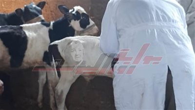 تحصين 120 ألف رأس ماشية ضد الحمى القلاعية والوادي المتصدع بكفر الشيخ