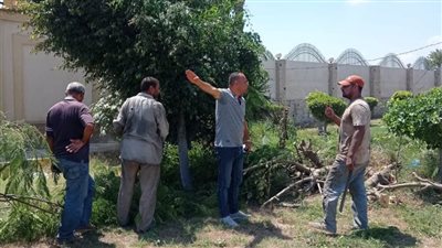 محافظ الإسكندرية يكلف بالبدء الفوري في تشجير المحاور والطرق الجديدة