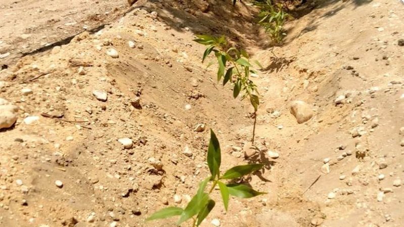 جانب من المبادرة