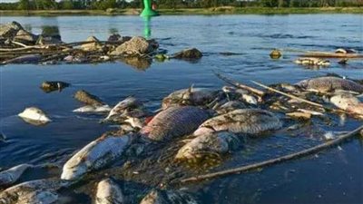 نتائج تحاليل نفوق الأسماك في نهر أدور