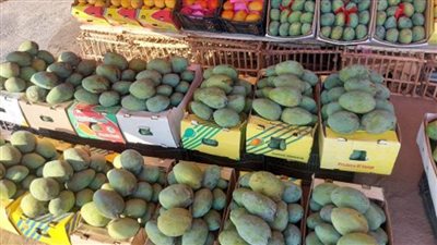 أسعار المانجو الإسمعلاوي بسوق الجملة بمدينة المستقبل