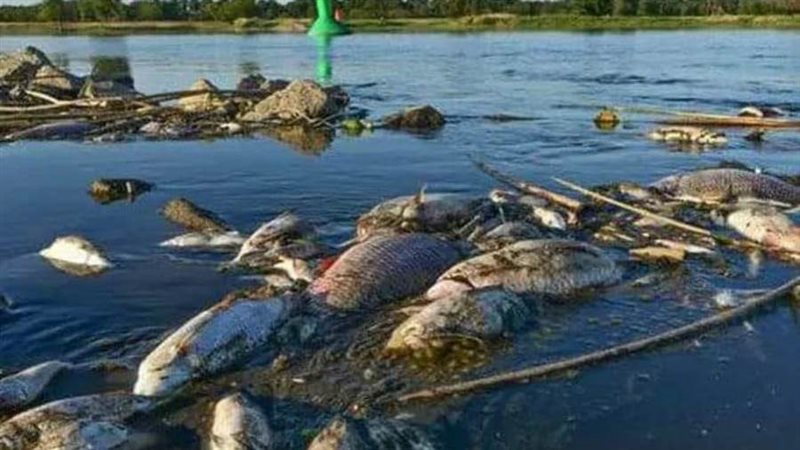 أسماك نافقة