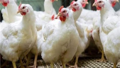 سعر الدواجن اليوم الأربعاء 17 أغسطس 2022