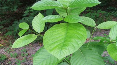 الكويت: تجريم مادة 