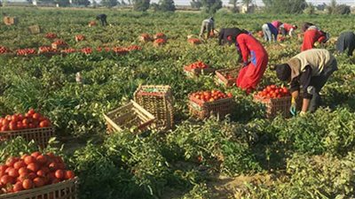 زراعة الإسماعيلية تنظم يومًا حقليًا لمحصول الطماطم بالقصاصين