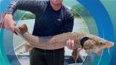 أسماك ما قبل التاريخ تفرخ في جورجيا لأول مرة منذ 50 عامًا