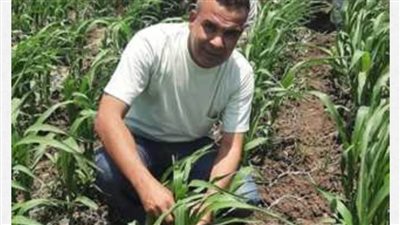 تركيب المصائد الفورمونية بحقول الذرة الشامية بقرى القصر بالوادي الجديد