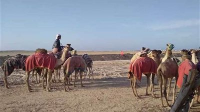 6 ملايين جنيه لإحلال وتجديد نادي الهجن بالعريش