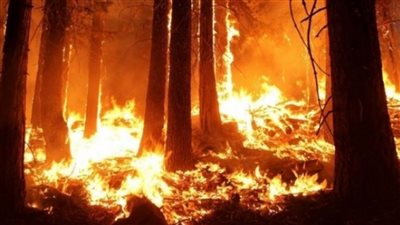 حرائق الغابات: تضامن عربي واسع مع الجزائر