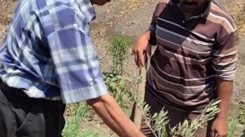 زراعة الأشجار