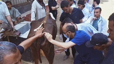 استمرار القوافل البيطرية المجانية بقرى أسيوط ضمن فعاليات المبادرة الرئاسية 