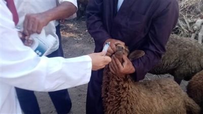 تحصين ١١٣٦٤ رأس ماشية ضد مرضي الحمى القلاعية والوادي المتصدع بالبحيرة