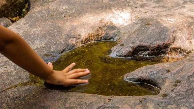 أقدام ديناصورات عملاقة