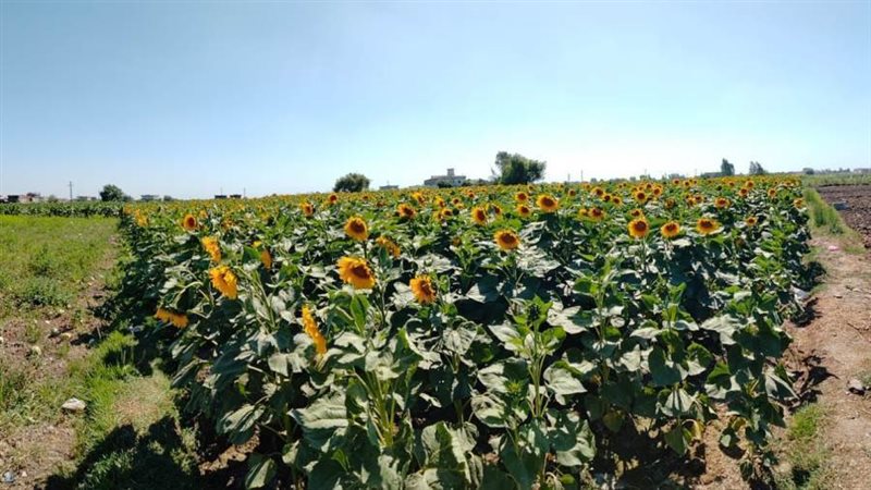 التحديات التي تواجه