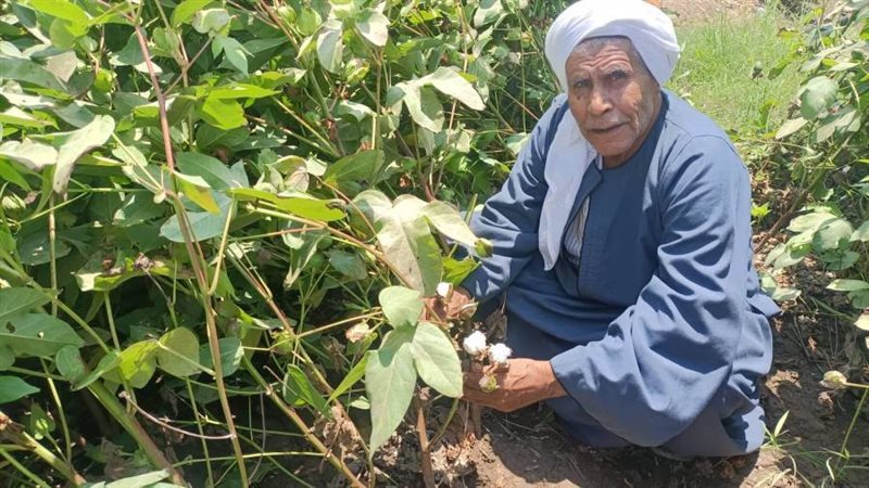 زراعة القطن