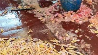 تشميع 7 منشآت غذائية وإعدام 2 طن أغذية فاسدة بالشرقية 