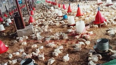 بشار يكشف إنتاج كفر الشيخ من الدواجن سنويًا