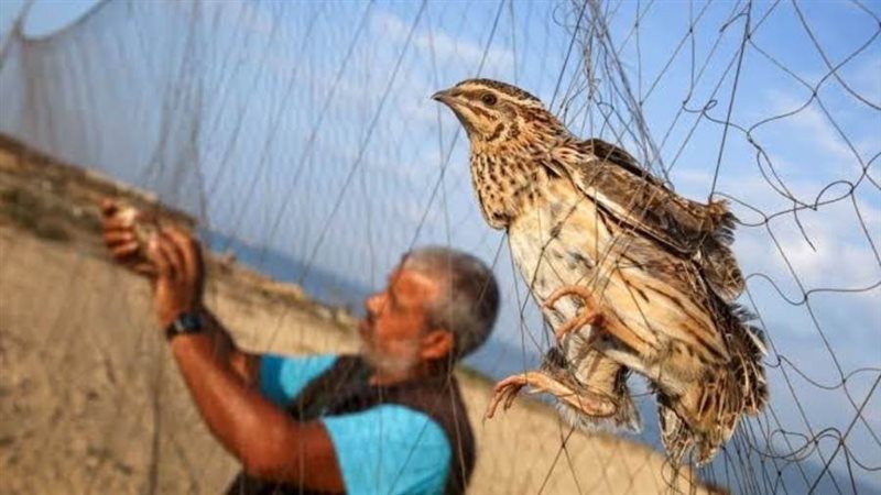 موسم صيد السمان في