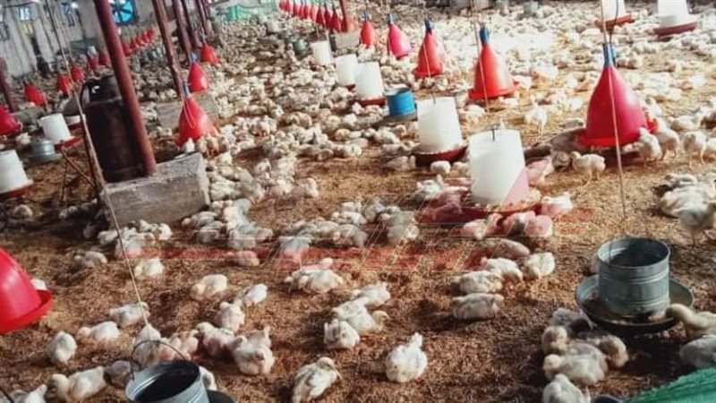 مزارع الدواجن بكفرالشيخ