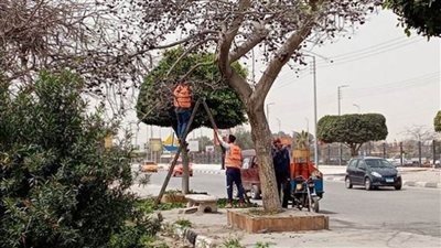 الوحدة المحلية لمدينة القنطرة شرق تواصل أعمال النظافة والتشجير