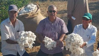 وكيل وزارة الزراعة يشهد جني الذهب الأبيض بواحة الفرافرة